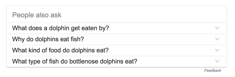 dolphins people also ask SERP