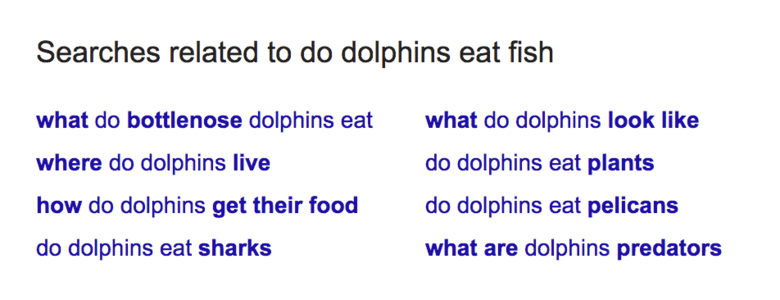 dolphins SERP related searches